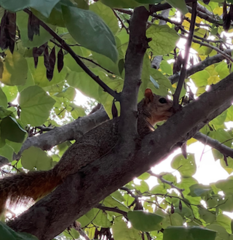 Sciurus niger