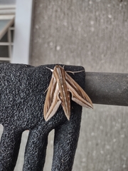 Hippotion celerio