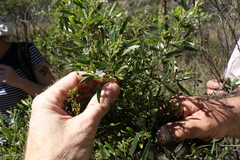 Acacia ixiophylla