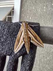 Hippotion celerio