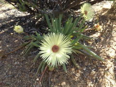 Cephalophyllum pillansii