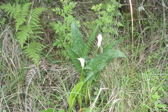 Zantedeschia albomaculata