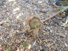 Cephalophyllum pillansii