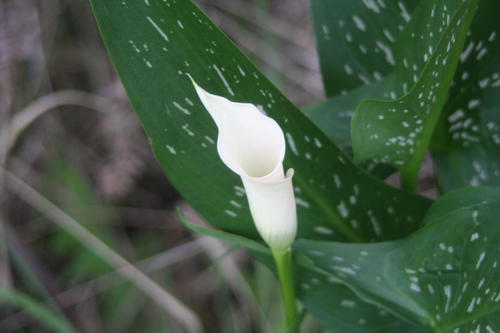 Calas o Cartuchos (Género Zantedeschia) · NaturaLista Mexico