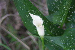 Zantedeschia albomaculata