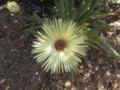 Cephalophyllum pillansii