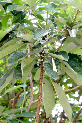 Image of Calyx-Shaped Tigernanmu (Daphniphyllum calycinum) by no rights reserved
