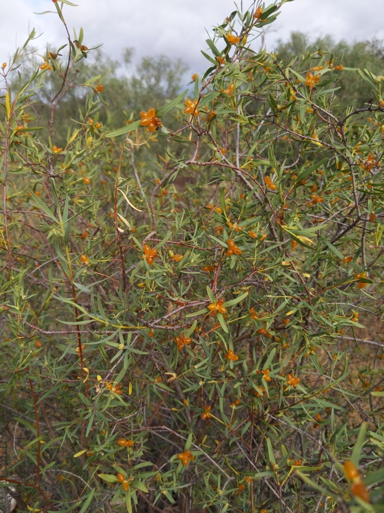 Pimelea microcephala, Mount Remarkable National Park, South Australia 5540, Australia, by glorifiedgardner