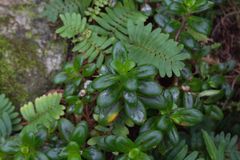 Columnea glabra