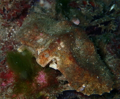 Cryptolithodes typicus