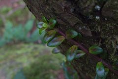 Columnea glabra