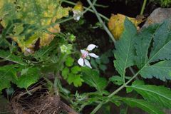 Nasa triphylla rudis