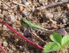 Pseudochorthippus curtipennis