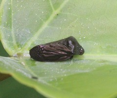 Ectemnonotum nigra