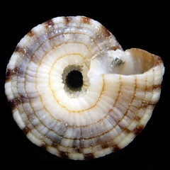Heliacus variegatus