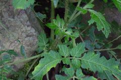 Nasa triphylla rudis