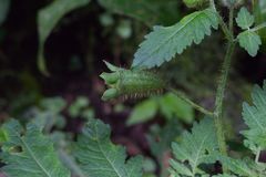 Nasa triphylla rudis