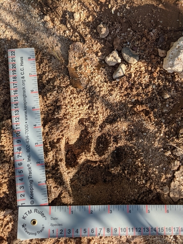 Mountain Lion photographed in Arizona
