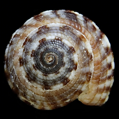Heliacus variegatus