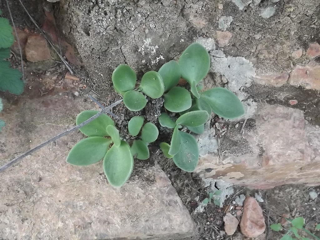 Tylecodon hirtifolius, Namakwa, ZA-NC, ZA