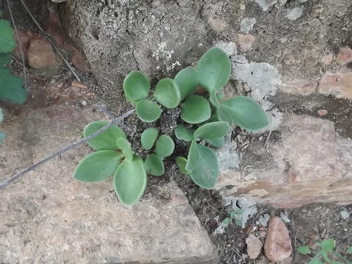 Tylecodon hirtifolius