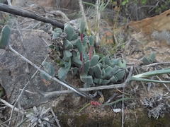 Odontophorus marlothii