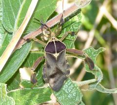Petascelis remipes