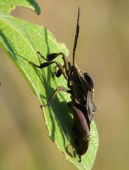 Petascelis remipes
