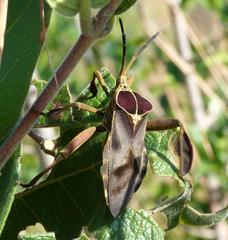 Petascelis remipes