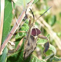 Petascelis remipes