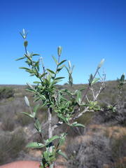 Pteronia ovalifolia
