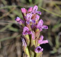 Disa stachyoides