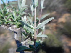 Pteronia ovalifolia