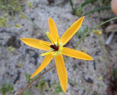 Pauridia linearis