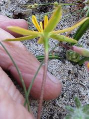 Pauridia linearis