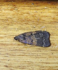 Hydrillodes funestalis