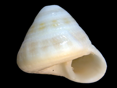 Image of Heliacus trochoides