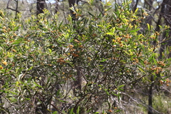 Acacia ixiophylla