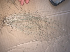 Rytidosperma buchananii