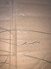 Rytidosperma buchananii