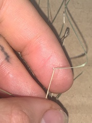 Rytidosperma buchananii