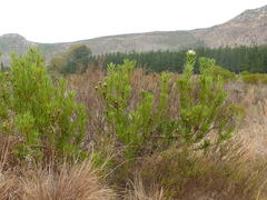 Protea lanceolata