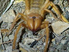 Solpugidae