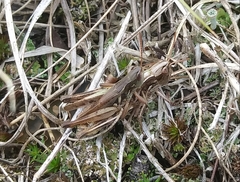 Pseudochorthippus curtipennis
