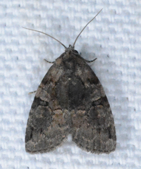 Pseudeustrotia indeterminata