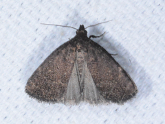 Idia diminuendis