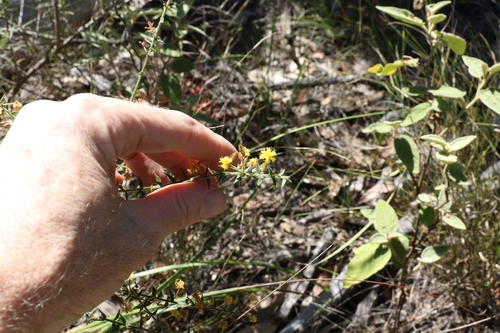 Image of Acacia amblygona by (c) Greg Tasney, some rights reserved (CC BY-SA)