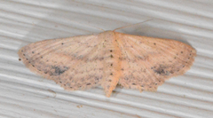 Scopula aemulata