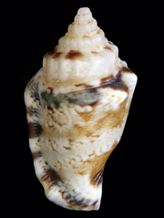 Canarium microurceum