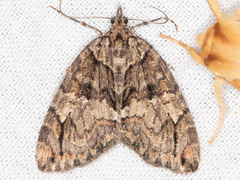 Hydriomena californiata